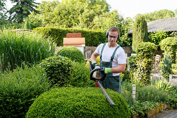 Organic Lawn Care Solutions in Greenville, FL